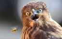 黃蜂疾馳而過 老鷹瞬間被嚇呆了！！
