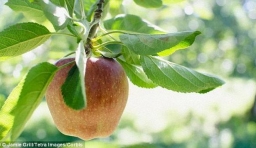 科學家計劃把維基百科寫入蘋果樹DNA中