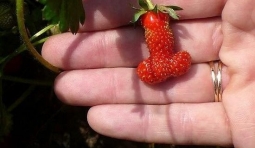 草莓也仿生化變異，形似男性生殖器 十分震驚