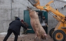 吉林大白豬兩年長到735斤 村民殺豬用鏟車