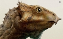 禿鷹臉恐龍」化石被發現， 體型像小貓
