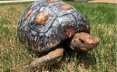 這隻失去殼的烏龜真真感受到了3D列印的魅力